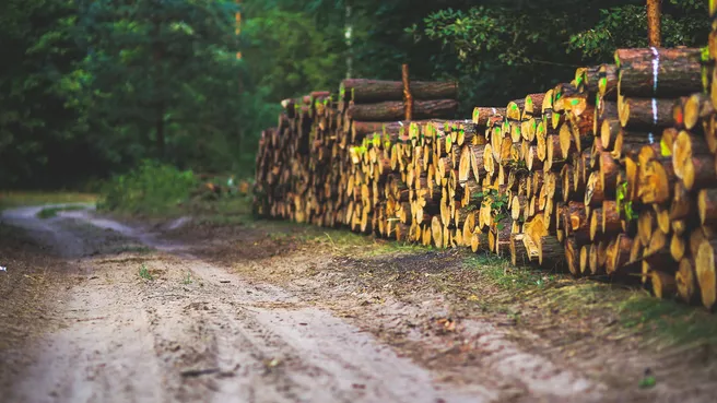 Geerntetes Fichtenholz an einem Waldweg 