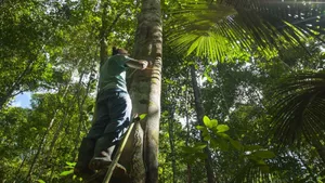 The rainforest suffers from climate change. 