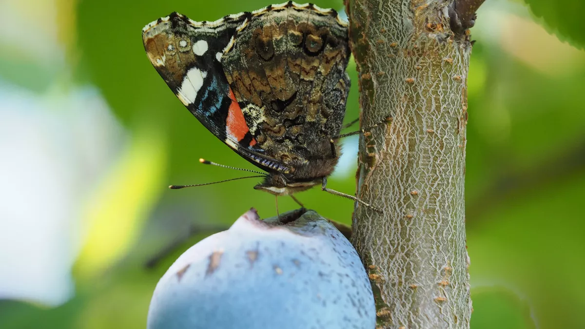 Butterfly on plum branch