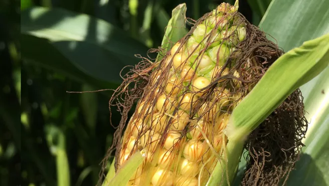 Maize as a bioenergy crop