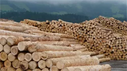  Zukünftige Wege in der Holzforschung