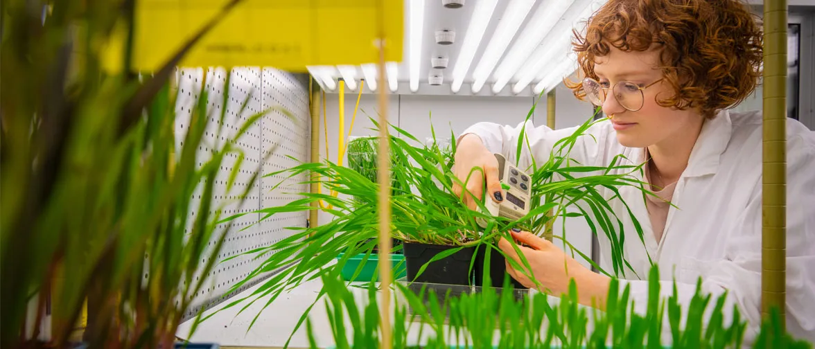 Master-Student der Agricultural Biosciences bei einem Life Science Versuch. Masterstudent beim Laborversuch mit einer Maispflanze