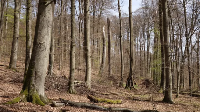 Struktur- und artenreicher Wald mit liegendem Totholz