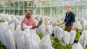 Prof. Brigitte Poppenberger and her PhD student Adebimpe Adedeji Badmus surrounded by Ebolo plants in a greenhouse of the TUM School of Life Sciences