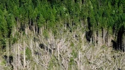 geschädigter Wald (Fichte)