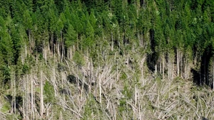 damaged forest (spruce)