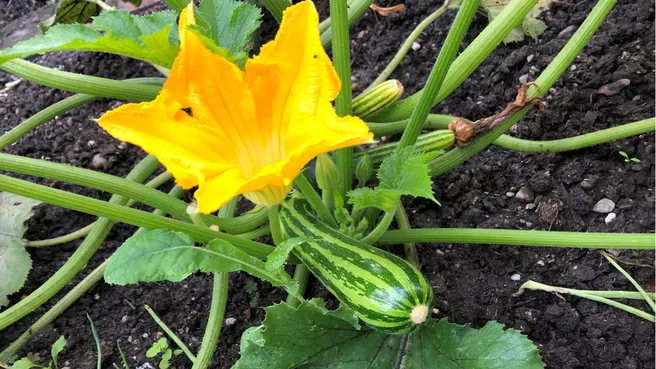 Hochbeete werden für baldige Ernte bepflanzt