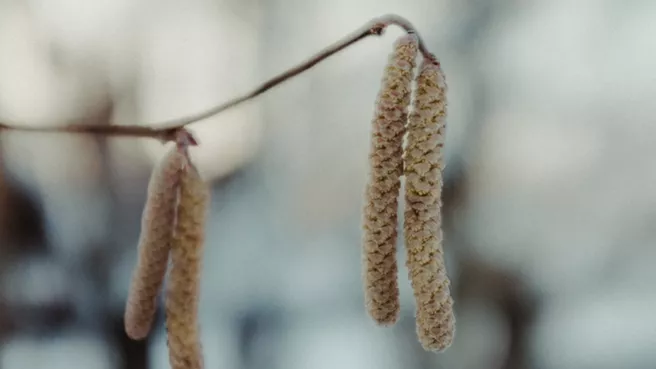 Bild einer Haselblüte