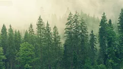 Nebliger Wald mit vorherrschend Nadelholz