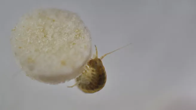 Flussflohkrebs Gammarus roeseli wird über Futtertabs Mikroplastik gegeben 