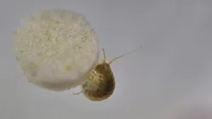 Flussflohkrebs Gammarus roeseli wird über Futtertabs Mikroplastik gegeben 
