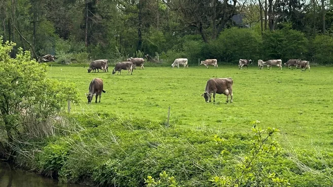 Kühe auf Weide