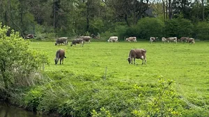 Kühe auf Weide