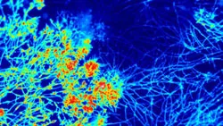 Pilze in der Biotechnologie