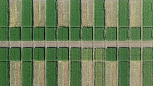 Global index of plant health (world map)