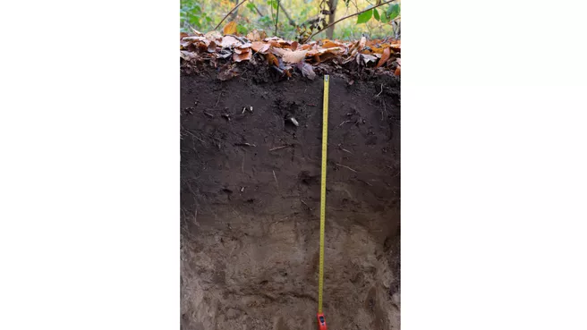 Carbon storage in soil layers