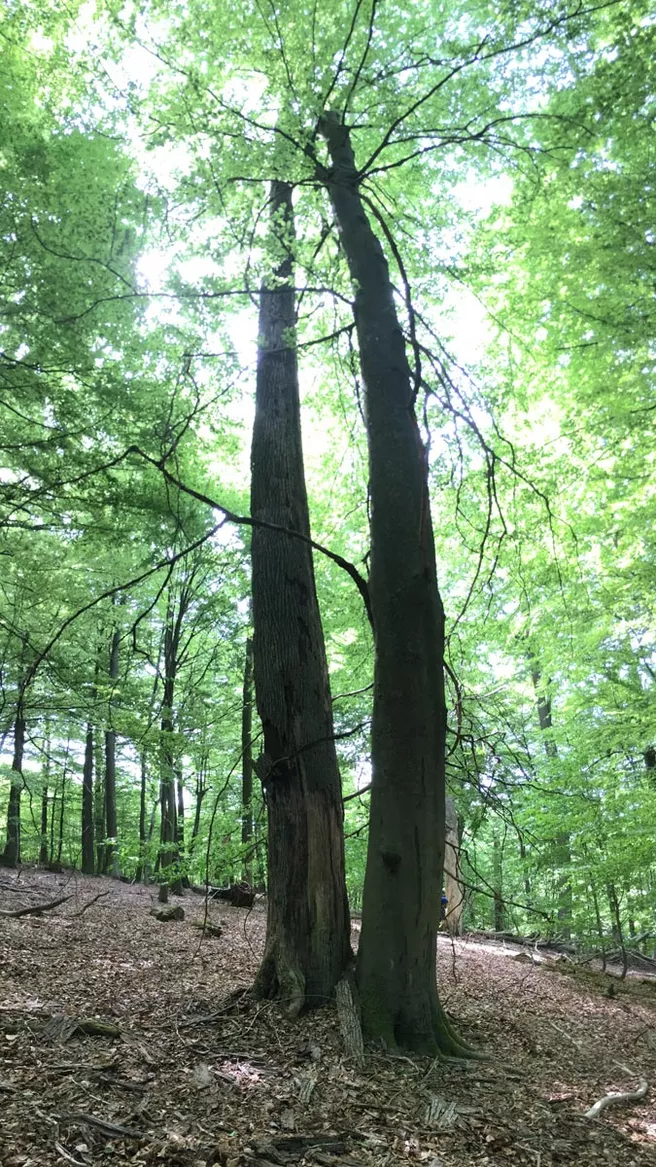 direkte Nachbarschaft von Eiche und Buche führte zum Absterben der Eiche