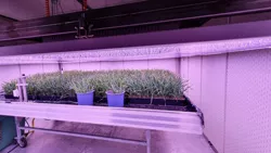 Vertical Farming