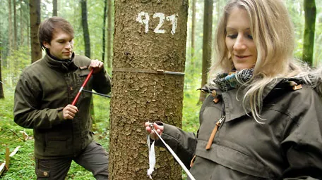 PhD students take a tree ring sample from a tree on an experimental plot 
