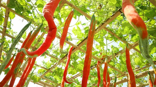 Snake tomato
