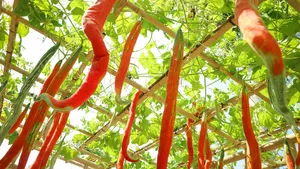 Snake tomato