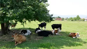 Cows are lying in the shade of a tree