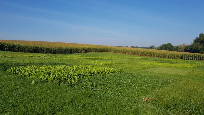 Blick auf die Versuchsflächen des LegacyNet Experiments in Freising