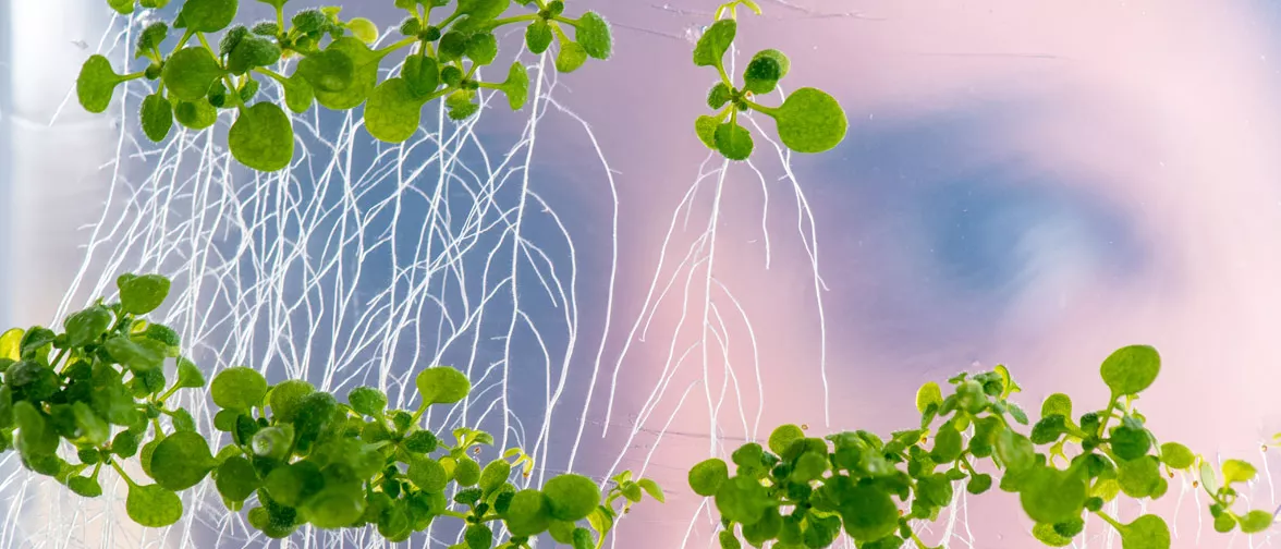 Biologiestudentin bei der Beobachtung von Arabidopsis-Pflanzenwurzeln