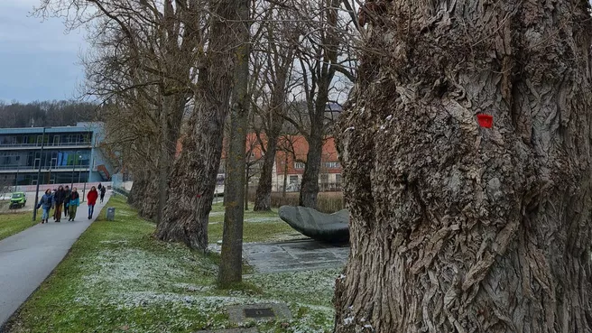 Pappelalle am Campus Weihenstephan mit Studierenden im Hintergrund