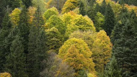 Bergmischwald