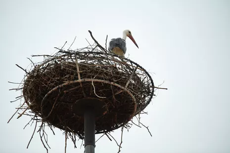 A special feature in Weihenstephan: On top of the historic building is a stork nest, which is regularly approached by storks.