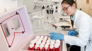 Science specialist works with eggs in the laboratory