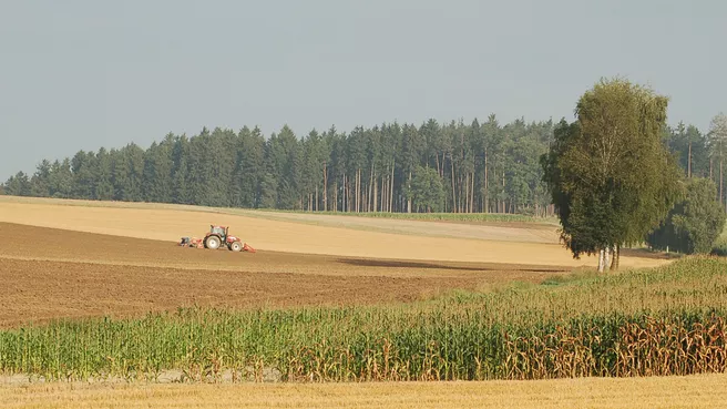 Agrarfläche mit Wald im Hintergrund 