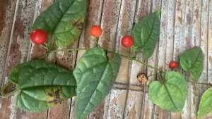 Zehneria, , a wild pumpkin plant from Madagascar