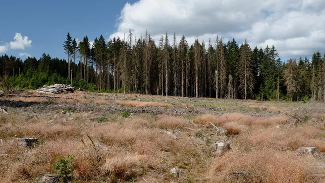 Offener Bereich nach Borkenkäferbefall statt Wald