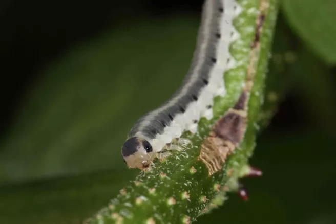  larvae of the sawfly Macrophya alboannulata,