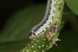  Larve der Blattwespe Macrophya alboannulata