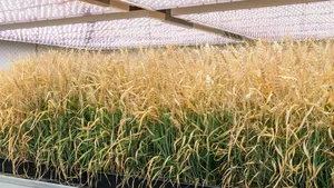 Climate chamber with indoor wheat 