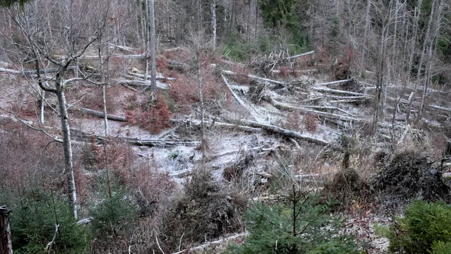 Bild von einem absterbenden Wald