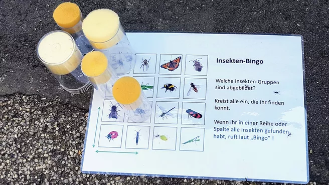 Insektenbingo mit Fanggläschen