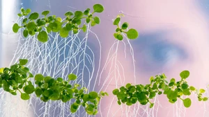 Roots react to low nutrient availability (symbolic photo)