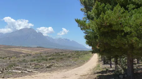 Waldstandort in Südafrika