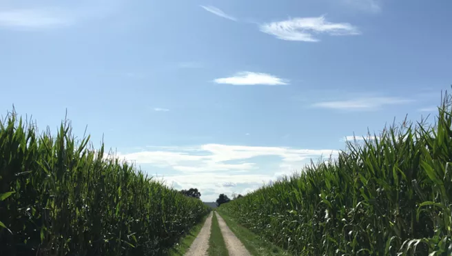 field with bioenergy plant