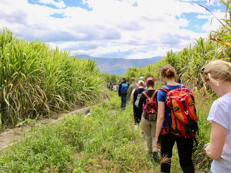 In single file through the sugar cane.