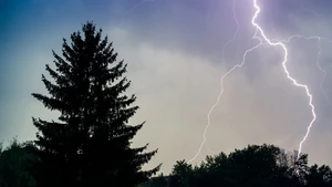 lightening in forests - high biomass loss