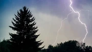 Blitzschlag im Wald - hoher Biomasseverlust