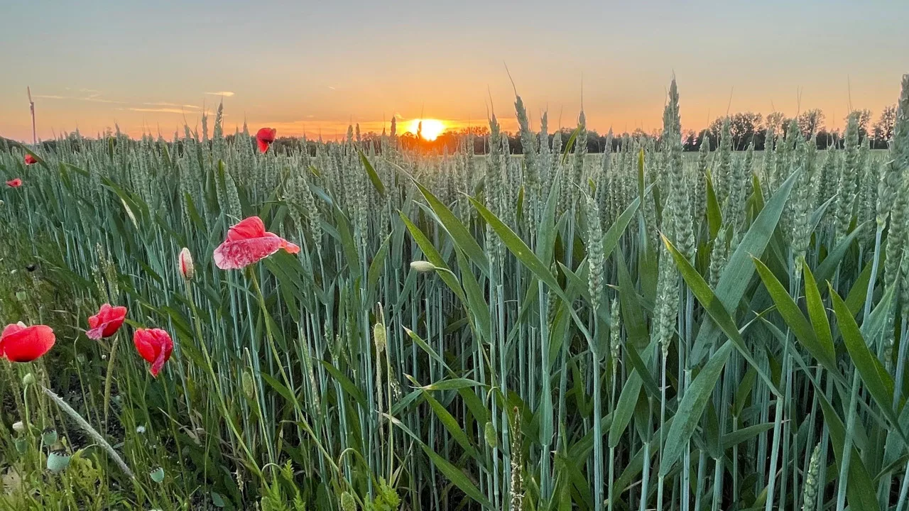 Weizenfeld mit Sonnenuntergang