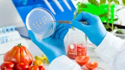 Laboraufnhame zu Molekularem Verständnis von Kulturpflanzen