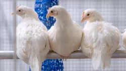 How chickens ward off diseases