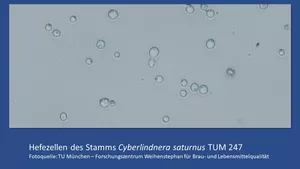 Hefezellen des Stamms Cyberlindnera saturnus TUM 247,